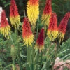 Menu Red Hot Poker - Torch Lily Value Bag -Outlet Holland Bulb Farms Store 77259 red hot poker torch lily