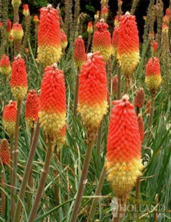 Menu Ultimate Sun Perennial Value Collection 29 Menu Ultimate Sun Perennial Value Collection -Outlet Holland Bulb Farms Store 77259 red hot poker torch lily 3 1