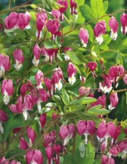 Menu Perennial Shade Value Collection -Outlet Holland Bulb Farms Store 77260 pink bleeding hearts value pack