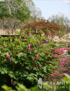 Menu Perennial Shade Value Collection -Outlet Holland Bulb Farms Store 77260 pink bleeding hearts value pack 3