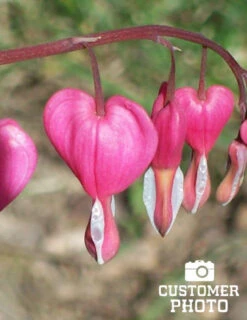 Menu Perennial Shade Value Collection -Outlet Holland Bulb Farms Store 77260 pink bleeding hearts value pack 4