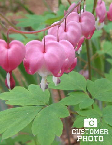 Menu Pink Bleeding Hearts Value Pack 7 Menu Pink Bleeding Hearts Value Pack - Image 5