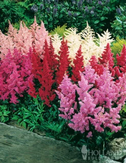 Menu Perennial Shade Value Collection -Outlet Holland Bulb Farms Store 77261 mixed astilbe