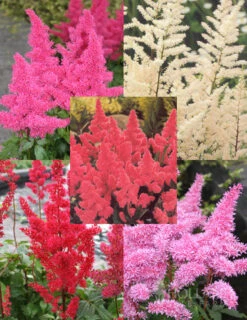 Menu Perennial Shade Value Collection -Outlet Holland Bulb Farms Store 77261 mixed astilbe value bag