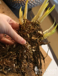 Menu Late Spring Perennial Garden -Outlet Holland Bulb Farms Store 77271 white swirl siberian iris 2