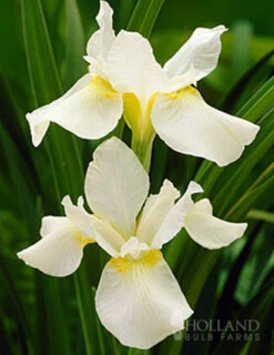 Menu Late Spring Perennial Garden -Outlet Holland Bulb Farms Store 77271 white swirl siberian iris