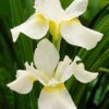 Menu White Swirl Siberian Iris -Outlet Holland Bulb Farms Store 77271 white swirl siberian iris 3