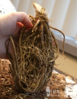 Menu Big Daddy Hosta -Outlet Holland Bulb Farms Store 77275 big daddy hosta 2 1