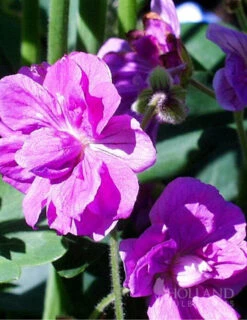 Menu Peppy Shade Garden Collection -Outlet Holland Bulb Farms Store 77276 birch double cranesbill 1