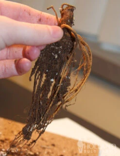 Menu Peppy Shade Garden Collection -Outlet Holland Bulb Farms Store 77276 birch double cranesbill 2 1