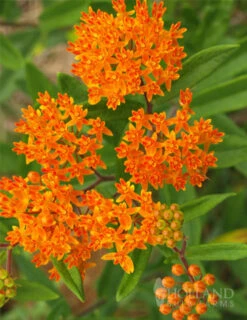 Menu Pollinator Pleaser Perennial Garden Collection -Outlet Holland Bulb Farms Store 77279 butterfly weed 2