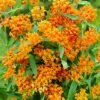 Menu Butterfly Weed 1 Menu Butterfly Weed -Outlet Holland Bulb Farms Store 77279 butterfly weed 3