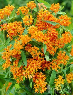 Menu Pollinator Pleaser Perennial Garden Collection -Outlet Holland Bulb Farms Store 77279 butterfly weed 3 2