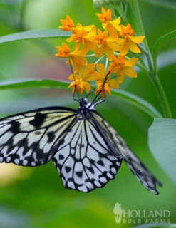 Menu Sunny Perennial Mailbox Garden -Outlet Holland Bulb Farms Store 77279 butterfly weed 4 3