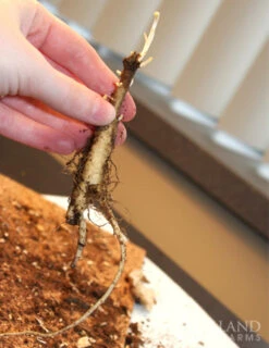 Menu Pollinator Pleaser Perennial Garden Collection -Outlet Holland Bulb Farms Store 77279 butterfly weed 5 2