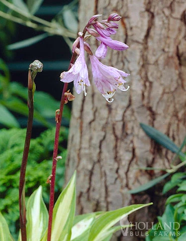 Menu Shady Nook Garden Collection 9 Menu Shady Nook Garden Collection - Image 7