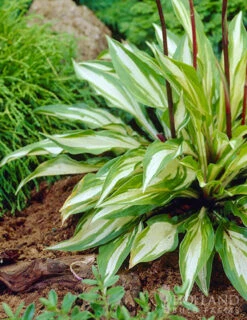 Menu Shady Nook Garden Collection 17 Menu Shady Nook Garden Collection -Outlet Holland Bulb Farms Store 77280 cherry berry hosta 4