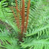 Menu Cinnamon Fern