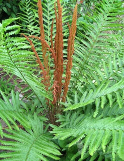 Menu Cinnamon Fern