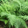 Menu Lady Fern