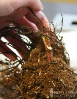 Menu Ferns & Begonias Collection -Outlet Holland Bulb Farms Store 77286 lady fern 2 1