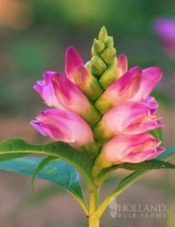 Menu Best Perennials For Wet Soil -Outlet Holland Bulb Farms Store 77291 rose turtlehead 2
