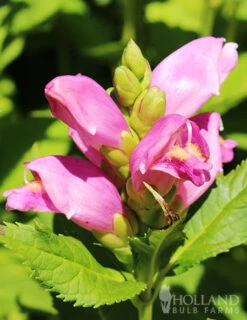 Menu Best Perennials For Wet Soil -Outlet Holland Bulb Farms Store 77291 rose turtlehead