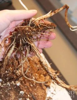 Menu Best Perennials For Wet Soil -Outlet Holland Bulb Farms Store 77291 rose turtlehead 3