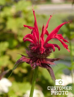 Menu Bridget's Vibrant Sun Perennial Trio -Outlet Holland Bulb Farms Store 77301 fireball bee balm 2