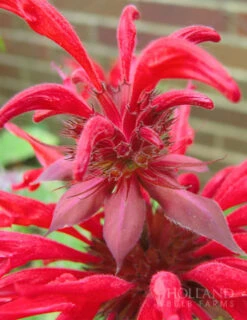 Menu Bridget's Vibrant Sun Perennial Trio -Outlet Holland Bulb Farms Store 77301 fireball bee balm