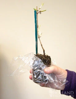 Menu Gold Flame Honeysuckle Vine 5 Menu Gold Flame Honeysuckle Vine -Outlet Holland Bulb Farms Store 77303 gold flame honeysuckle vine 2