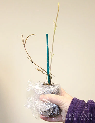 Menu Sweet Autumn Clematis 4 Menu Sweet Autumn Clematis - Image 2