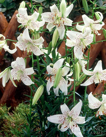 Menu White Tiger Lily 4 Menu White Tiger Lily - Image 2