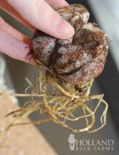 Menu Tiger Lily Collection -Outlet Holland Bulb Farms Store 77312 pink flavour tiger lily 2 1