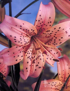 Menu Pink Flavour Tiger Lily