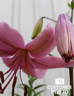 Menu Tiger Lily Collection -Outlet Holland Bulb Farms Store 77312 pink flavour tiger lily 3 1