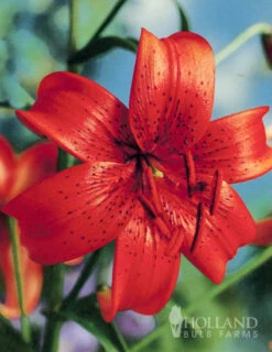 Menu Summer Lily Collection -Outlet Holland Bulb Farms Store 77313 red tiger lily 5