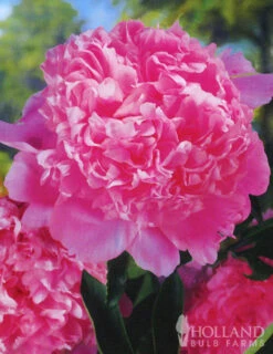 Menu Peony Collection 19 Menu Peony Collection -Outlet Holland Bulb Farms Store 77314 peony collection 3