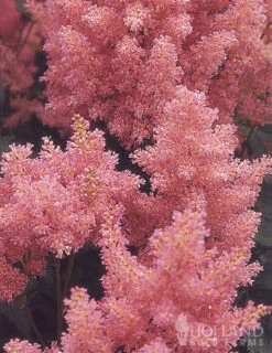 Menu Astilbe Collection -Outlet Holland Bulb Farms Store 77315 astilbe collection 4