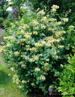 Menu Hallania Honeysuckle -Outlet Holland Bulb Farms Store 77316 hallania honeysuckle