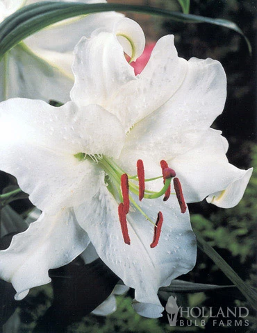 Menu White Stargazer Lily Collection 4 Menu White Stargazer Lily Collection - Image 2