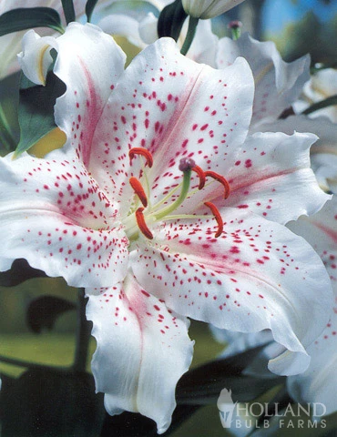 Menu White Stargazer Lily Collection 5 Menu White Stargazer Lily Collection - Image 3