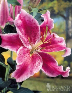 Menu White Stargazer Lily Collection 21 Menu White Stargazer Lily Collection -Outlet Holland Bulb Farms Store 77318 white stargazer lily collection 4