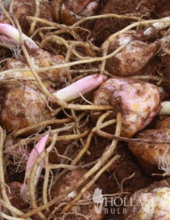 Menu White Stargazer Lily Collection 22 Menu White Stargazer Lily Collection -Outlet Holland Bulb Farms Store 77318 white stargazer lily collection 5