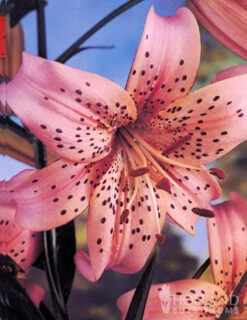 Menu Tiger Lily Collection -Outlet Holland Bulb Farms Store 77333 tiger lily collection 4