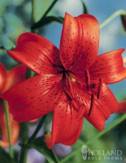 Menu Tiger Lily Collection -Outlet Holland Bulb Farms Store 77333 tiger lily collection 5