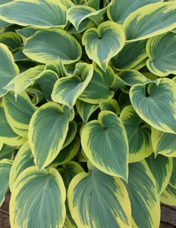 Menu First Frost Hosta 8 Menu First Frost Hosta -Outlet Holland Bulb Farms Store 77350 first frost hosta 2