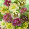 Menu Double Queen Hellebores -Outlet Holland Bulb Farms Store 77356 double queen hellebores