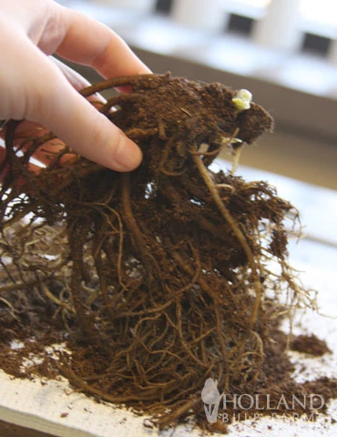 Menu Double Queen Hellebores 4 Menu Double Queen Hellebores - Image 2