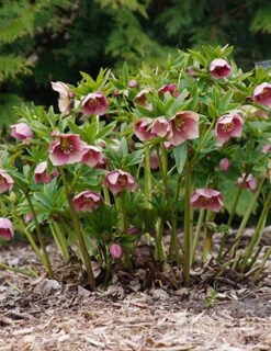 Menu Double Queen Hellebores 7 Menu Double Queen Hellebores -Outlet Holland Bulb Farms Store 77356 double queen hellebores 3